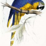 Blue and yellow Macaw by Edward Lear 1812-1888