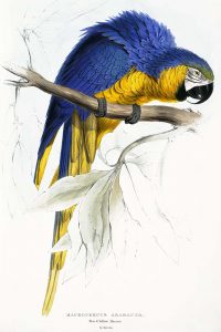 Blue and yellow Macaw by Edward Lear 1812-1888