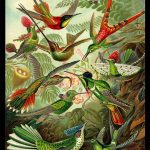 Hummingbirds - Ernst Haeckel Trochilidae – Plate 99 - Kunstformen der Natur Poster