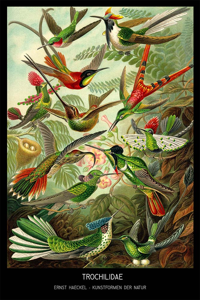 COLOUR PLATE ERNST HAECKEL KUNSTFORMEN NATUR HUMMINGBIRDS Silk Poster 24x36inch 