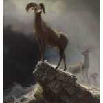 Albert Bierstadt (1830-1902) Rocky Mountain Sheep or Big Horn, Ovis, Montana