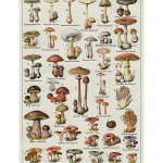 Botanical Mushrooms Chart