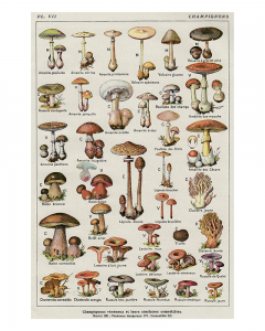 Botanical Mushrooms Chart